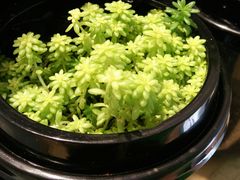 -白日梦奶茶