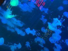 -梦幻海洋王国(吾悦广场张家港店)