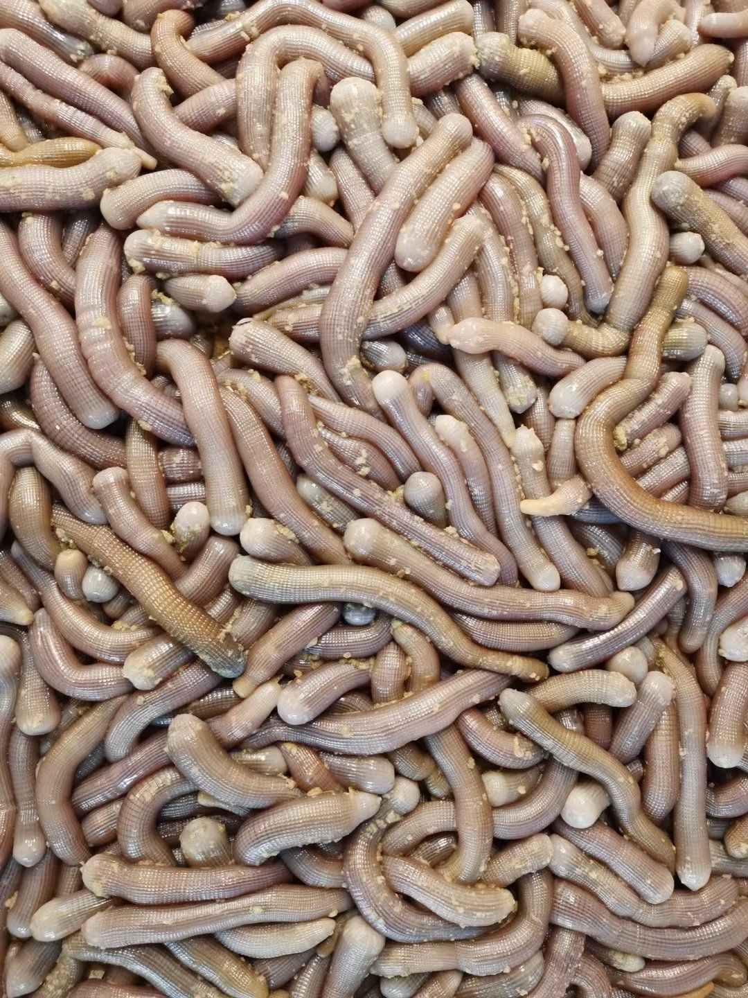 沙虫与泥丁