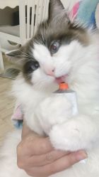 -后宫·古装汉服京剧儿童亲子全家福摄影