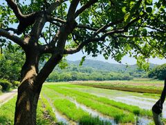 -八卦田遗址公园