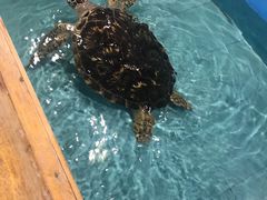 -洛阳龙门海洋馆