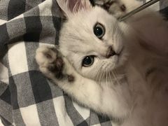 -顺强宠物诊所·狂犬免疫·夜诊·骨科(嘉定店)