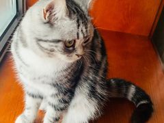 -糯米喵星人总部直营旗舰店·猫舍·幼猫出售