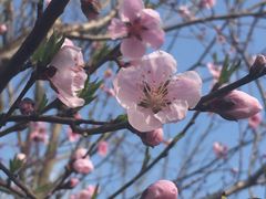-映月湖中央公园