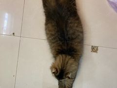 -平行世界·猫咖(首经贸店)