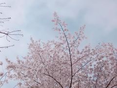 -西安青龙寺遗址景区