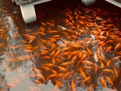 -西湖外事游船(花港观鱼码头)