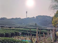-龙坞茶村