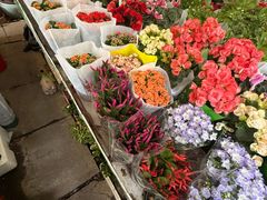 -曲阳花鸟市场(曲阳路店)