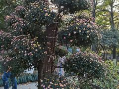 -杭州植物园