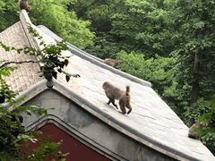 -北京上方山国家森林公园