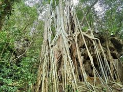 -中国科学院西双版纳热带植物园