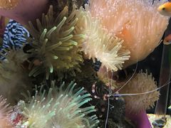 -太平洋海底世界