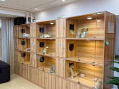 -猫十亿·布偶金渐层·曼基康矮脚猫舍(青年路店)