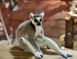 -Zoolung Zoolung动物主题公园(海信广场店)