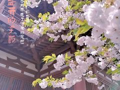 -西安青龙寺遗址景区