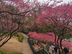-重庆彩云湖湿地公园