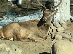 -北京野生动物园