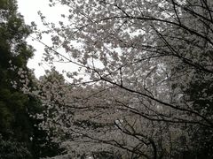-武汉大学-樱园