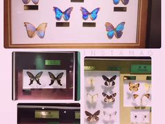 -上海昆虫博物馆