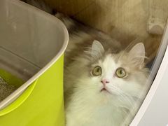 -青奢宠物·青奢猫舍