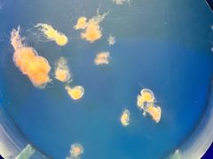 -海合安武汉极地海洋公园