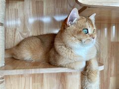 -lincat·猫舍(广州店)