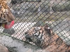 -海南热带野生动植物园