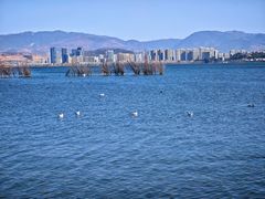 -洱海月湿地公园