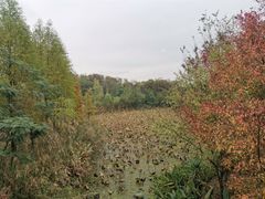 -昆山城市生态森林公园