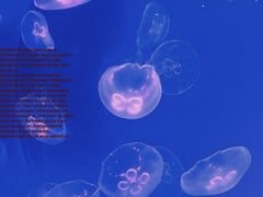 -南昌海洋公园