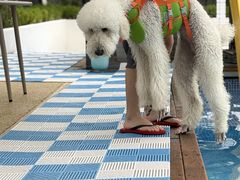 -爪吧宠物乐园 (温榆河示范区店)