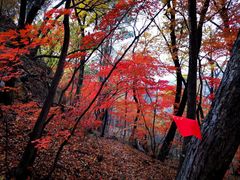 -天女山森林公园