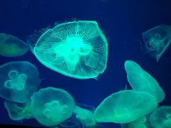 -成都浩海立方海洋公园