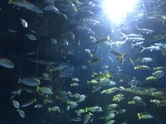 -海合安武汉极地海洋公园