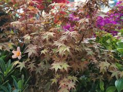 -双季花艺园艺市场(浦东店)