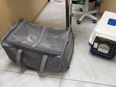 -安安宠医宠物医院·异宠·犬猫内科(岳阳分院)