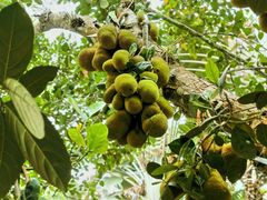 -中国科学院西双版纳热带植物园