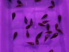 -宝鸡东道花鸟鱼虫市场(吉利花园商场店)