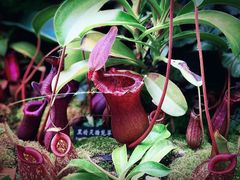 -中国科学院西双版纳热带植物园