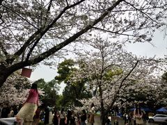-武汉大学-樱园