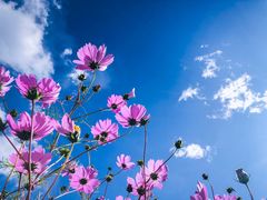 -叠溪松坪沟景区