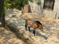 -石家庄市动物园