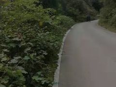 -武陵山森林公园