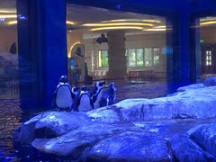 企鹅馆-上海海昌海洋公园