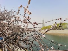 -桃花堤公园