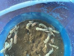 -东戴河风景区-止锚湾