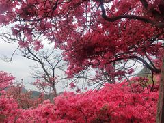 -木兰云雾山