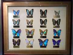 -上海昆虫博物馆